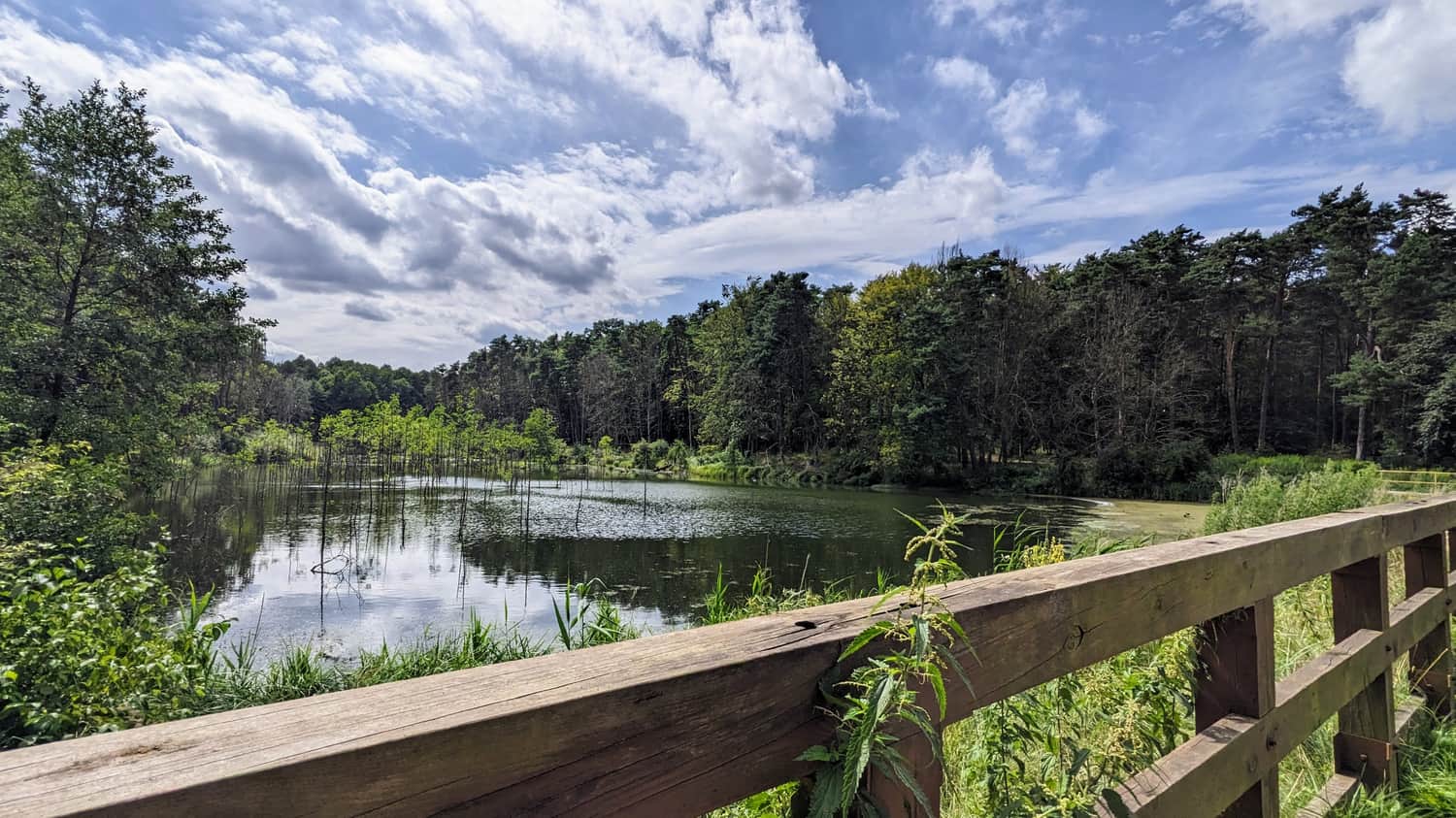 Amerykan Pond