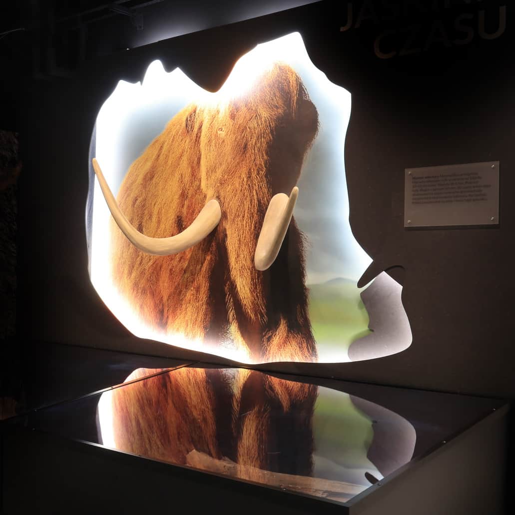 Muzeum Przyrodnicze BdPN, fot. Ewa Bujalska