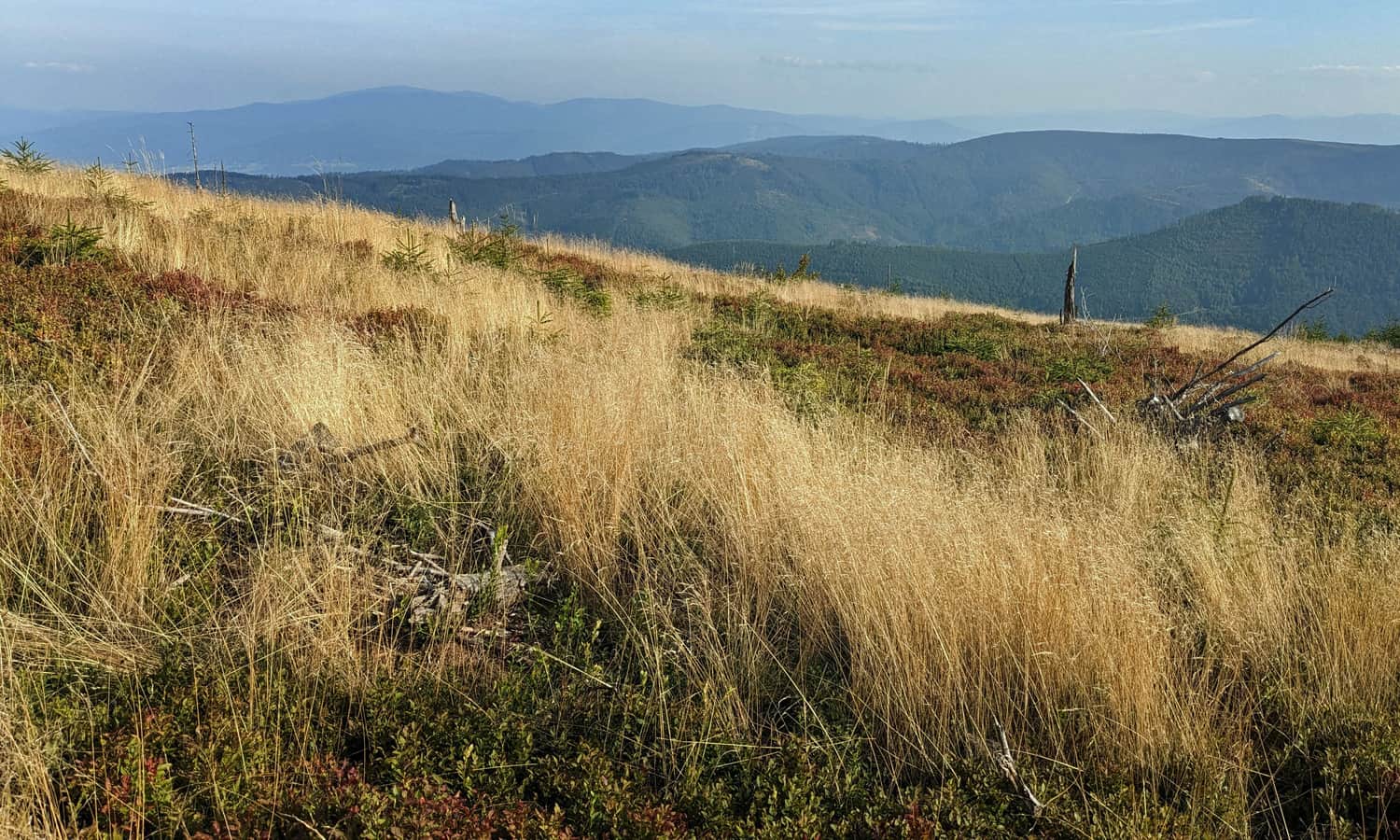 Beskid Żywiecki i Babia Góra - widok spod Małego Skrzycznego