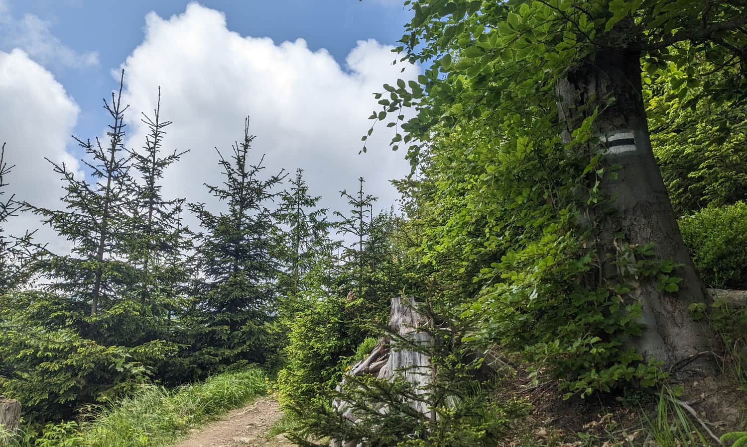 Black trail Sidzina Wielka Polana - shelter on Hala Krupowa