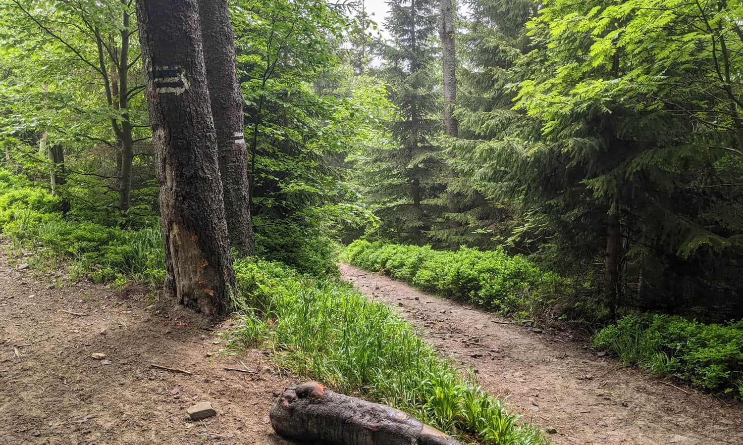 Connection of the green and black trails from Sidzina to Hala Krupowa
