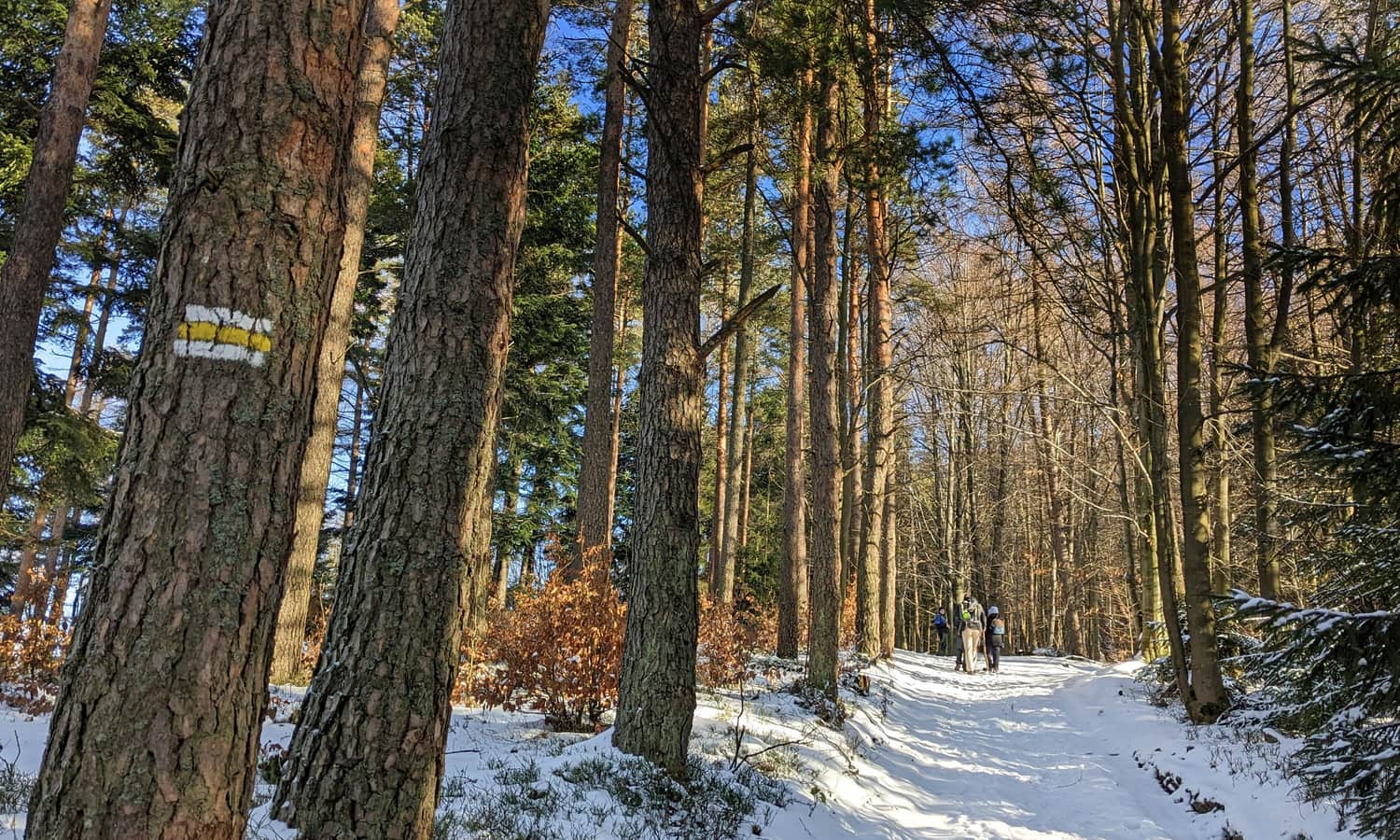On the way to Potrójna from Targanice: comfortable road on the ridge of Jawornica