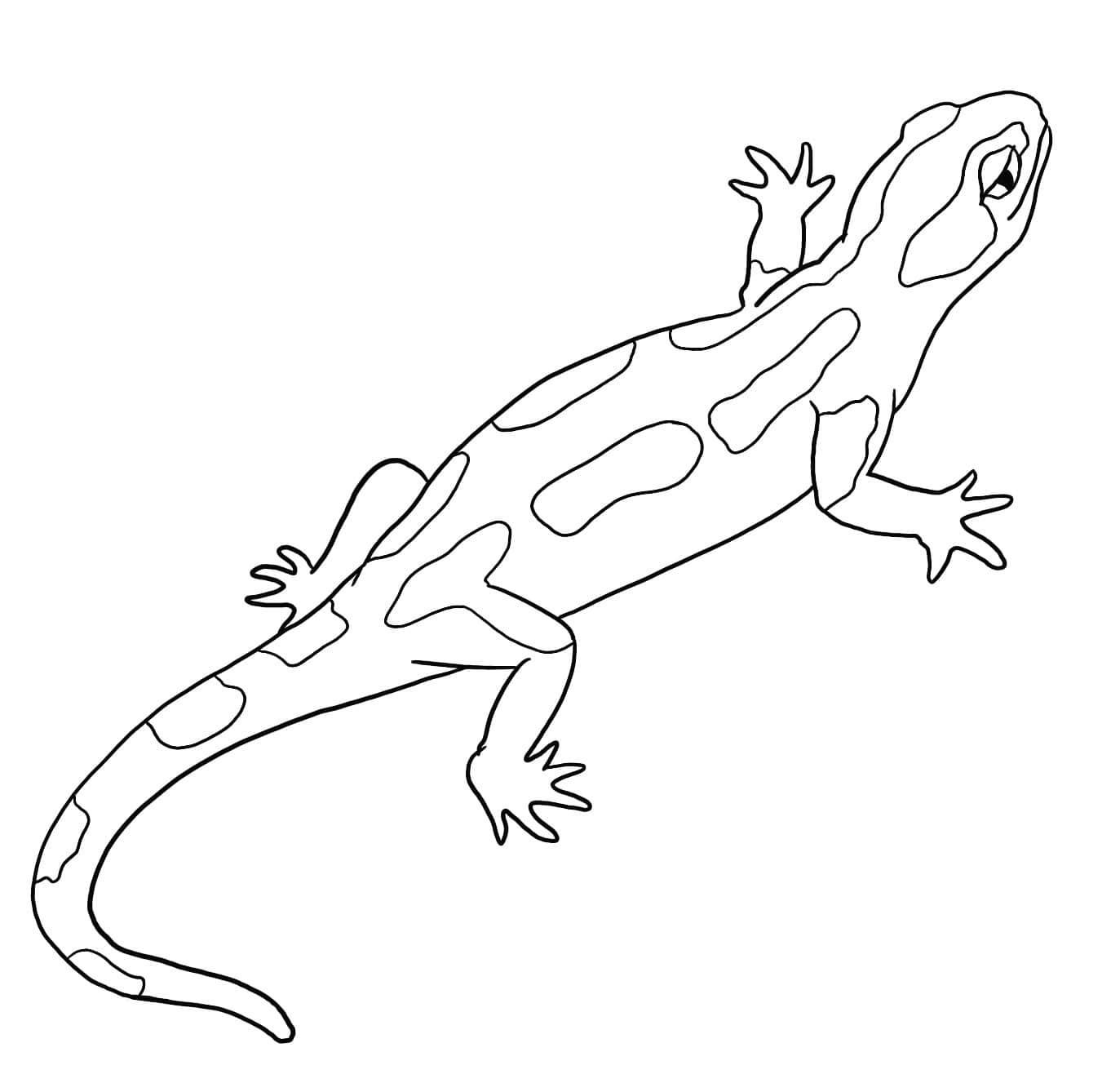 Salamandra plamista