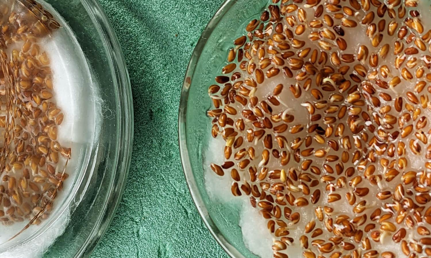 Hodowla i obserwacja rzeżuchy. Dzień 2