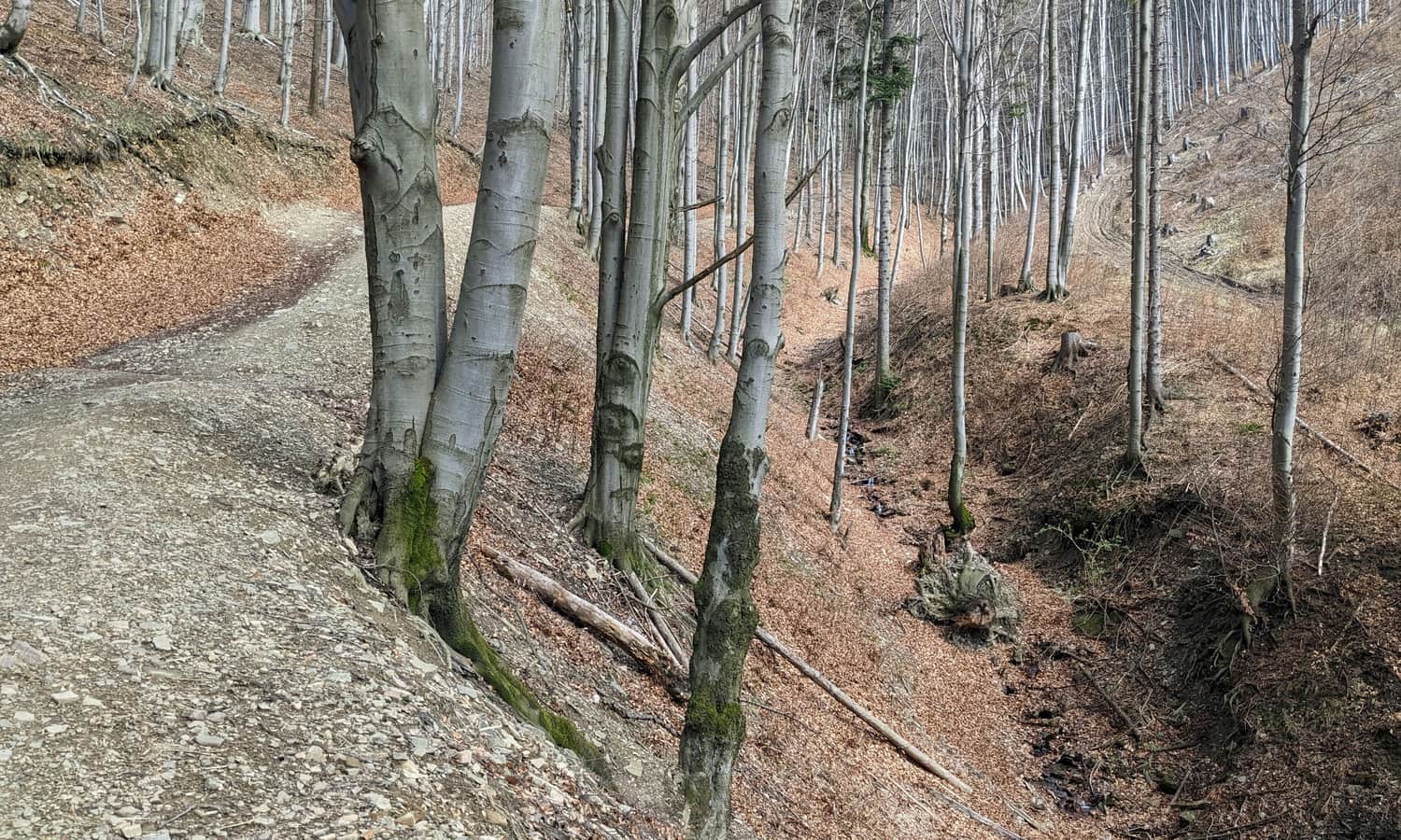 Red trail Ustroń Zdrój - Równica