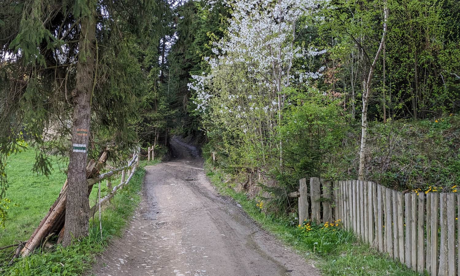 Początek zielonego szlaku na Maciejową z Jasionowa