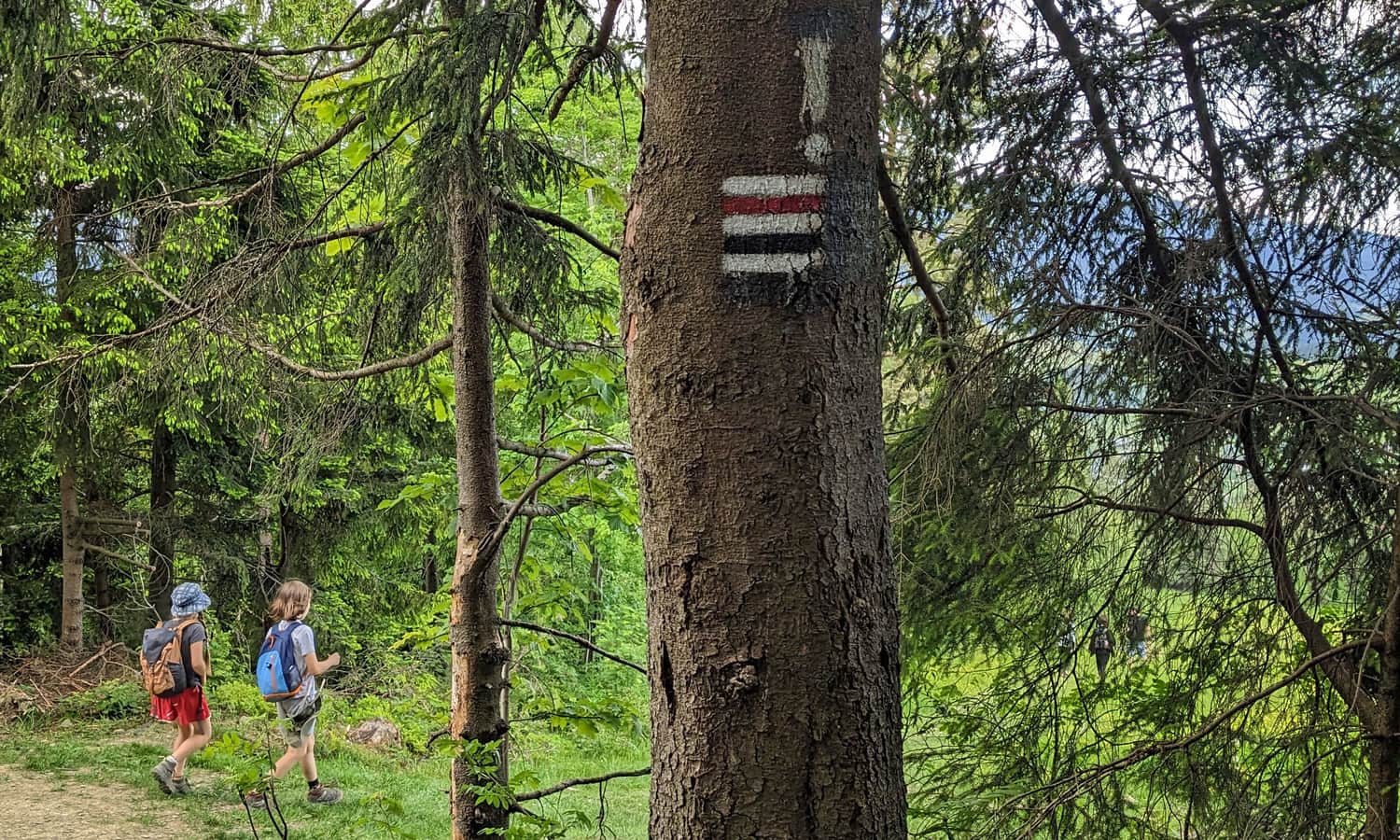 Czarny i czerwony szlak na Maciejowej
