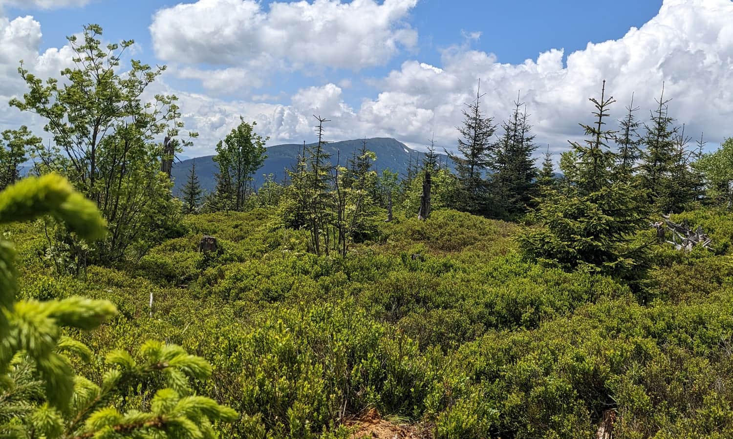 Babia Góra wśród borówkowych pól - widok ze szczytu Policy