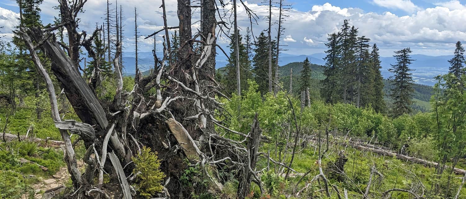 Widok z wiatrołomów na Policy na wschód (Beskid Wyspowy i Gorce)