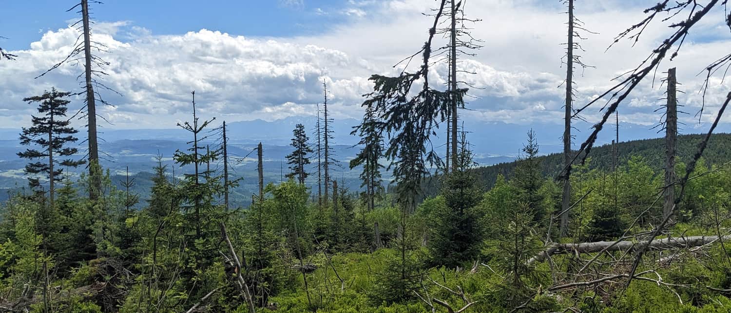 View from the windfalls on Polica to the south (Tatras and Podhale)