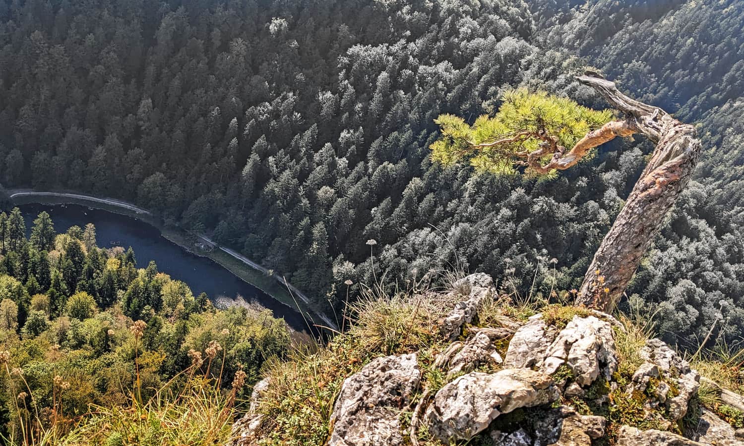 Relict pine on Sokolica