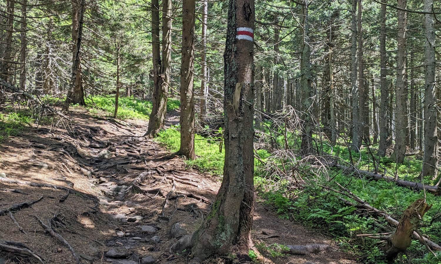 Red trail between Cyl Hali Śmietanowej and Polica