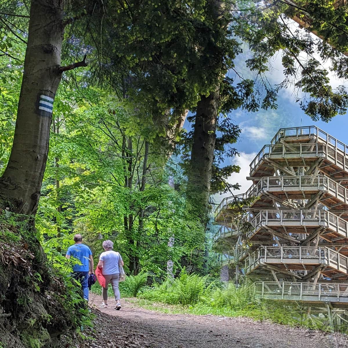 Zielony szlak do wieży Słotwiny na Drabiakówce