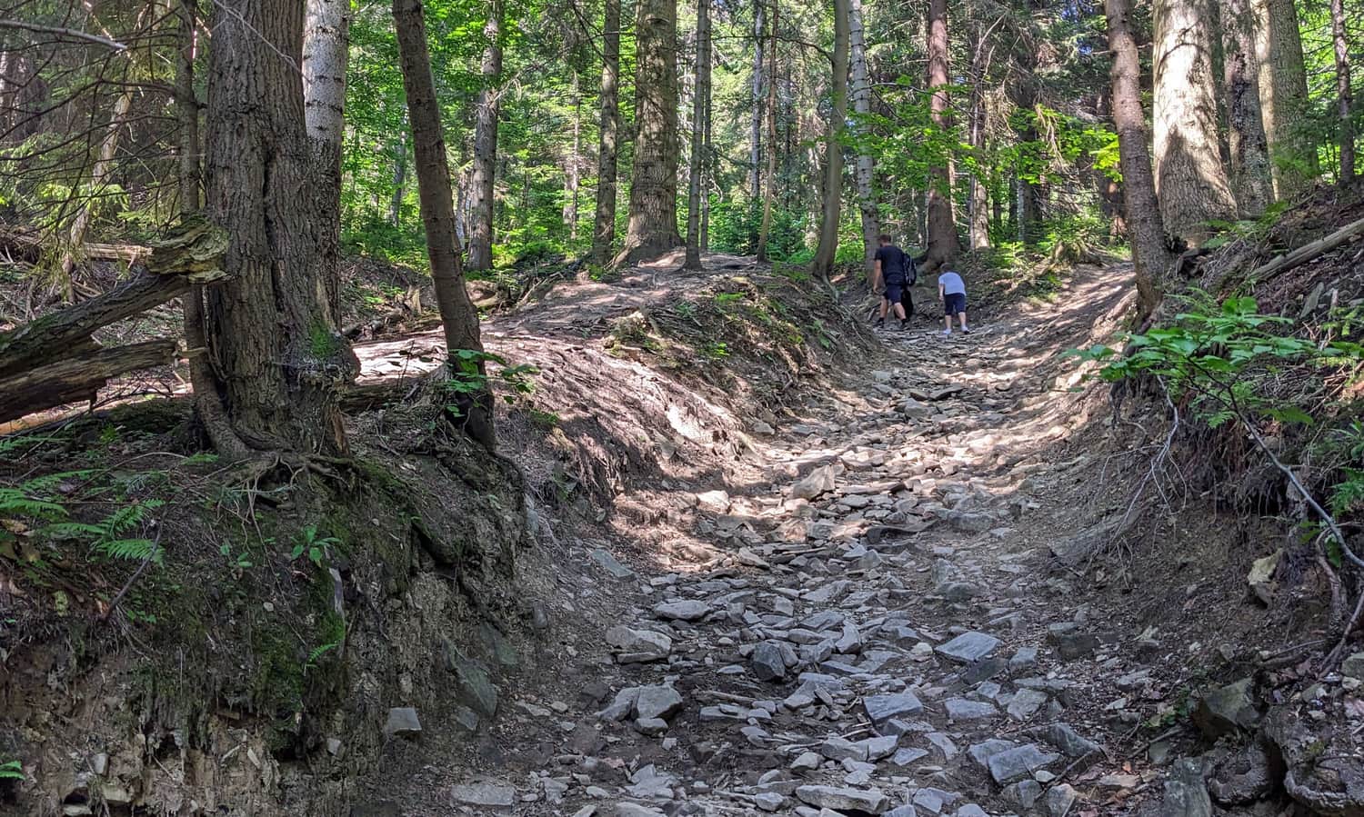 Niebieski szlak z Rabki Zaryte na Luboń Wielki - strome podejście