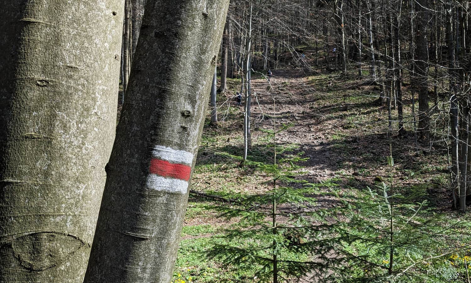 Czerwony szlak na Przełęczy Beskid pod Lackową