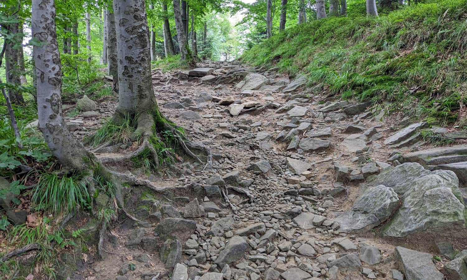 Strome podejście ze schroniska na szczyt Szyndzielni