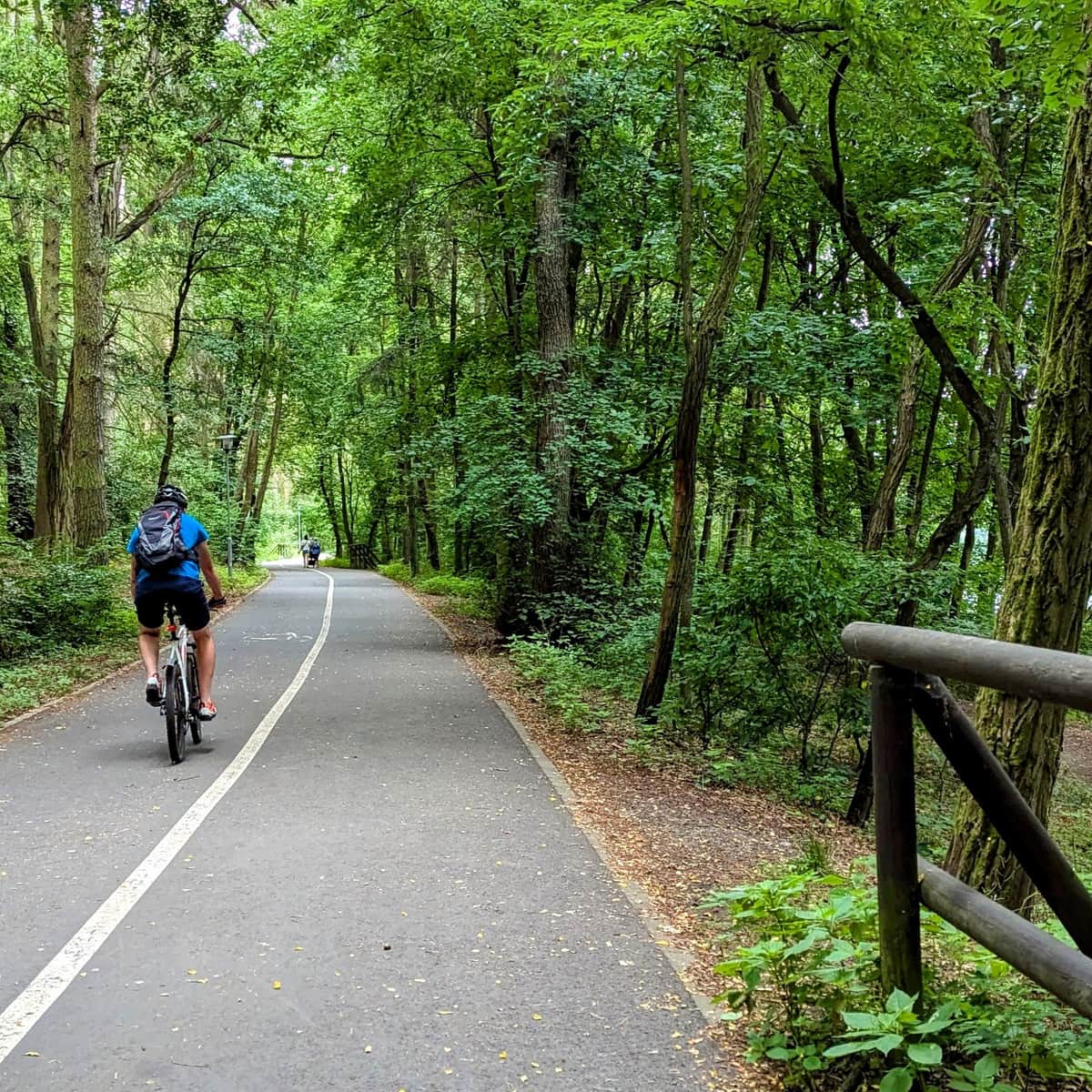 Las Arkoński i Jezioro Głębokie - najpiękniejsze szlaki i polany
