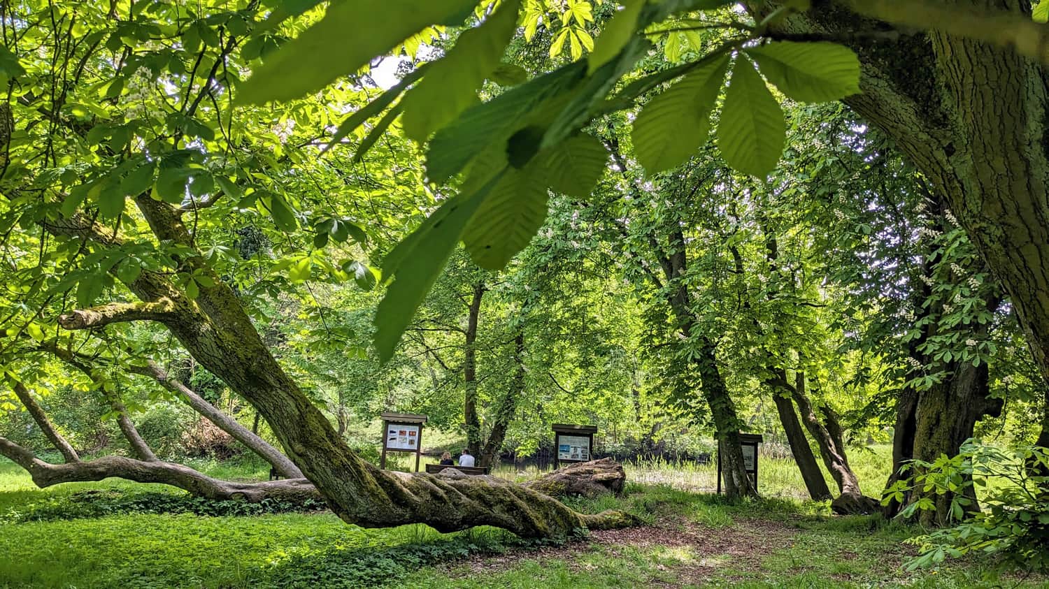 Kasztanowce przy Nowym Zamku w Płotach