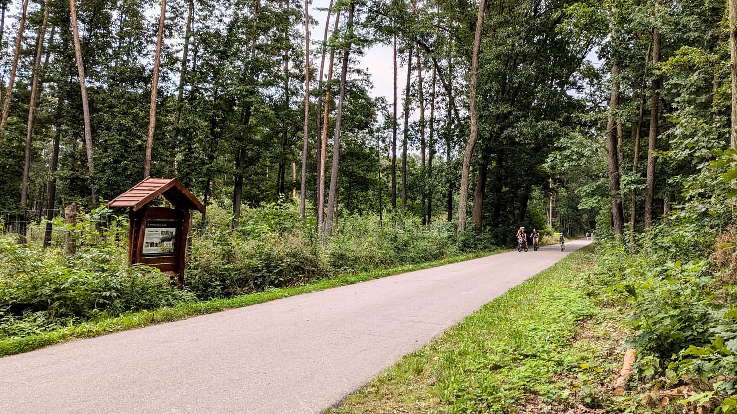 Forest road in Radłowskie Forests