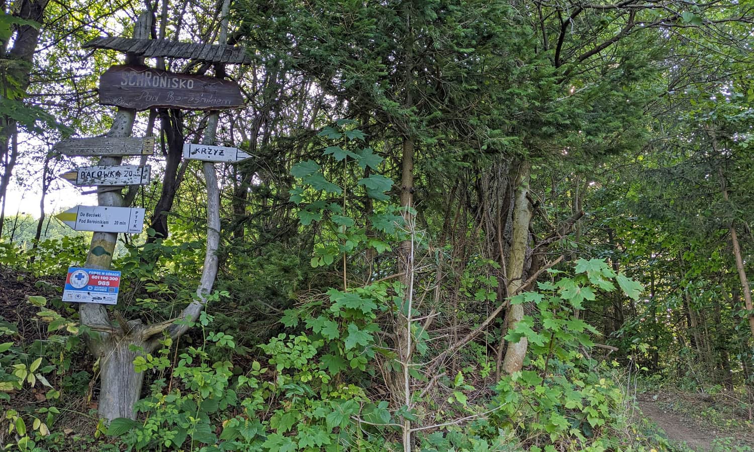 Żółty szlak Szczawnica - Bryjarka - Bereśnik. Tu możemy dojść do szczytu i krzyża na Bryjarce