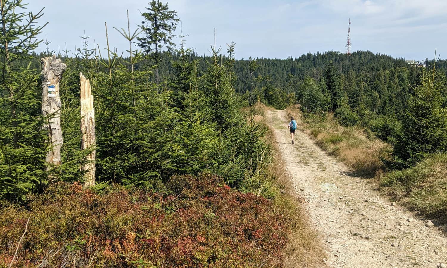 Niebieski szlak Szczawnica - Przehyba