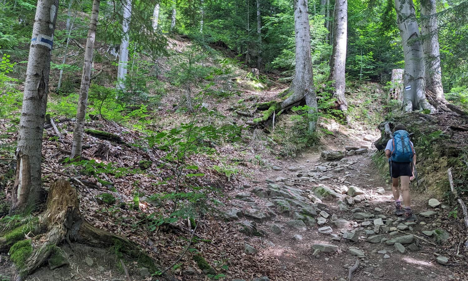 Niebieski szlak Szczawnica - Przehyba. Strome podejścia w lesie
