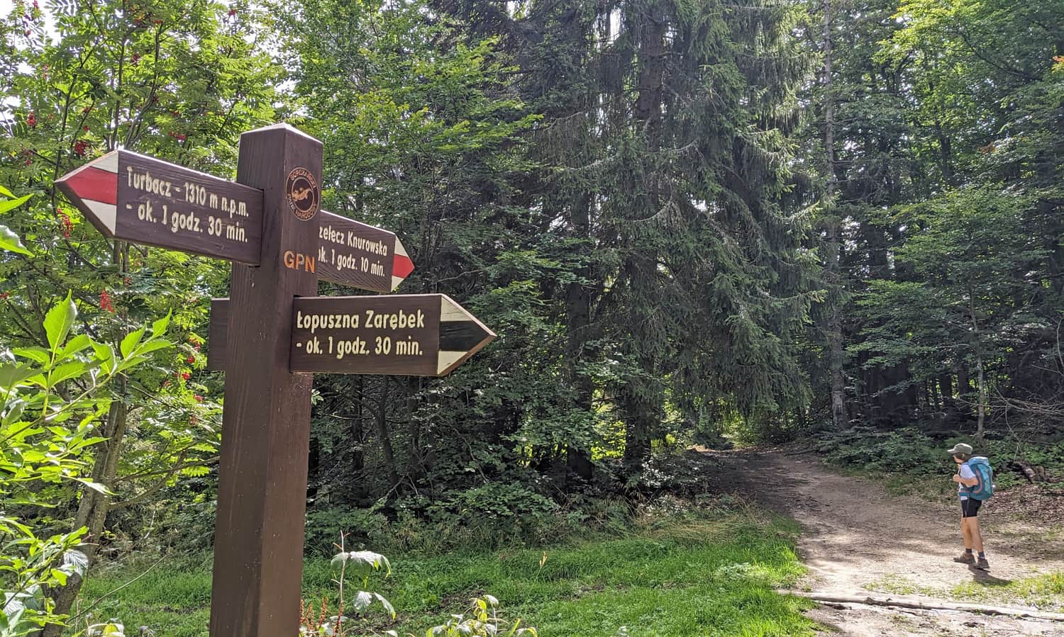 Czerwony szlak Przełęcz Knurowska - Turbacz. Odbicie czarnego szlaku do Łopusznej na Polanie Rąbaniska
