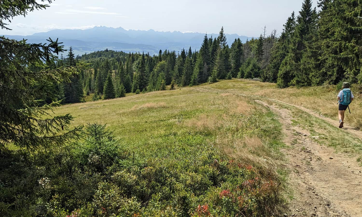 Czerwony szlak Przełęcz Knurowska - Turbacz. Widok z Polany Zielenica na Tatry