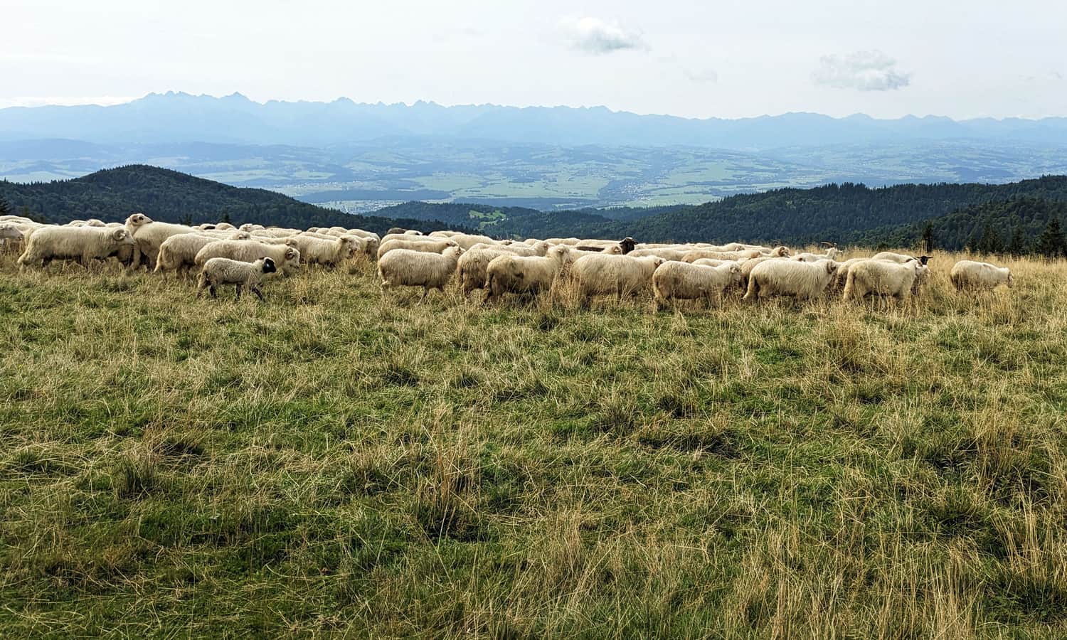 Hala Długa - widok na Tatry