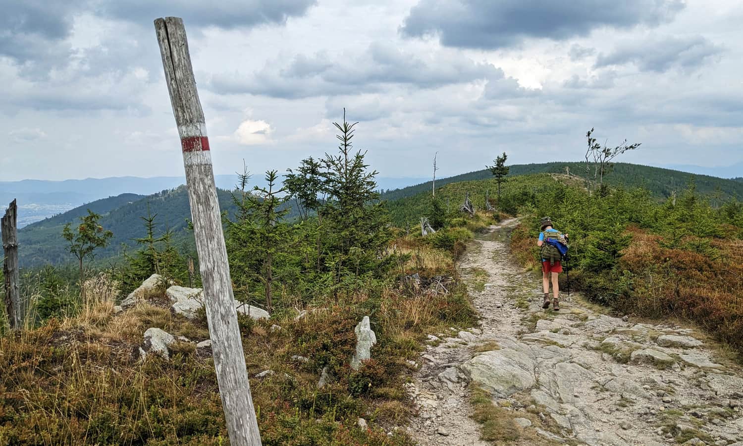 Czerwony szlak na grzbiecie Magurki Radziechowskiej