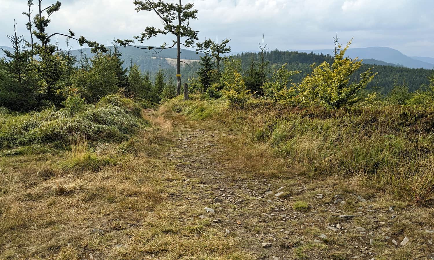 Widok ze szczytu Glinnego na północ, m.in. Hala Radziechowska i Skrzyczne