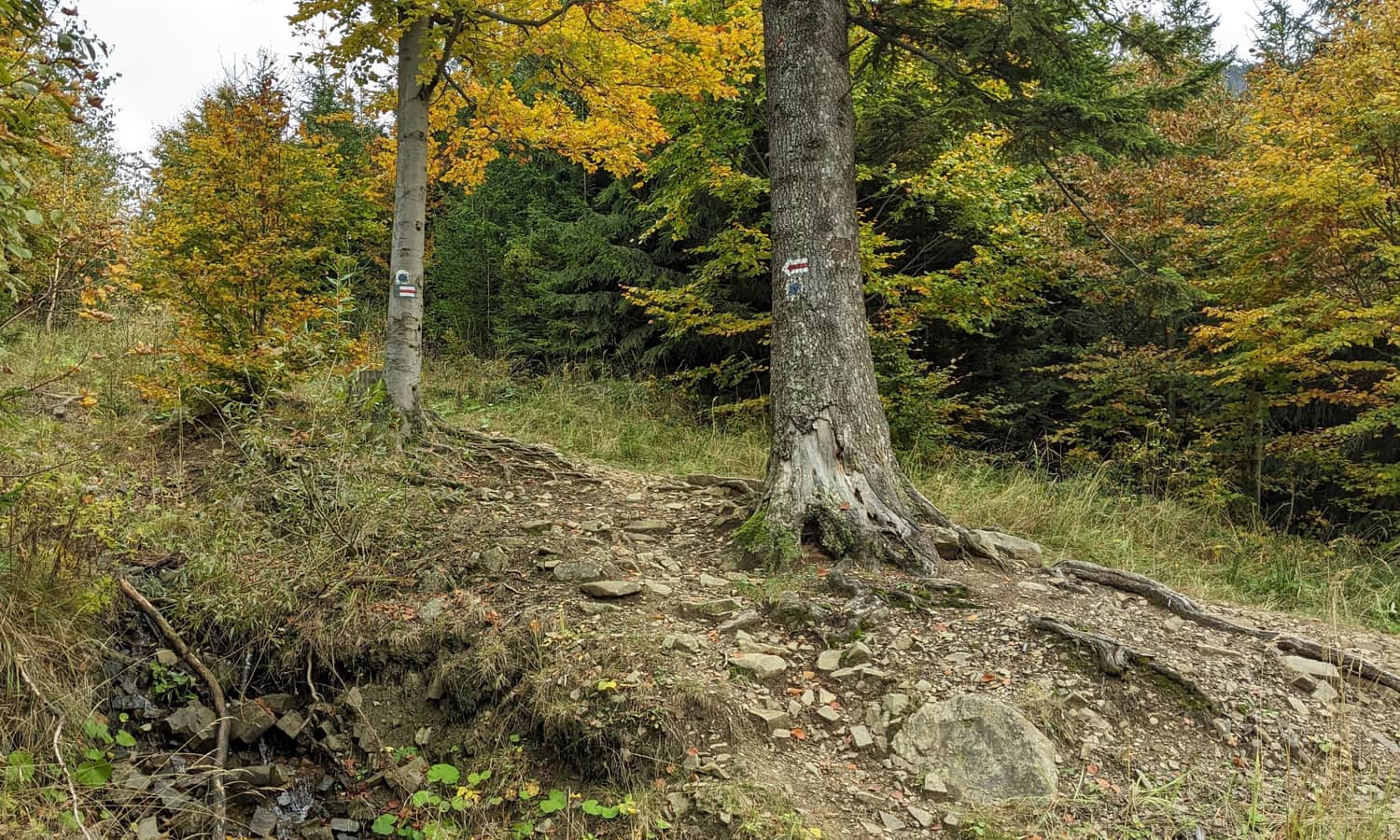 Tu skręcamy z szerokiej drogi na wąską i stromą leśną ścieżkę