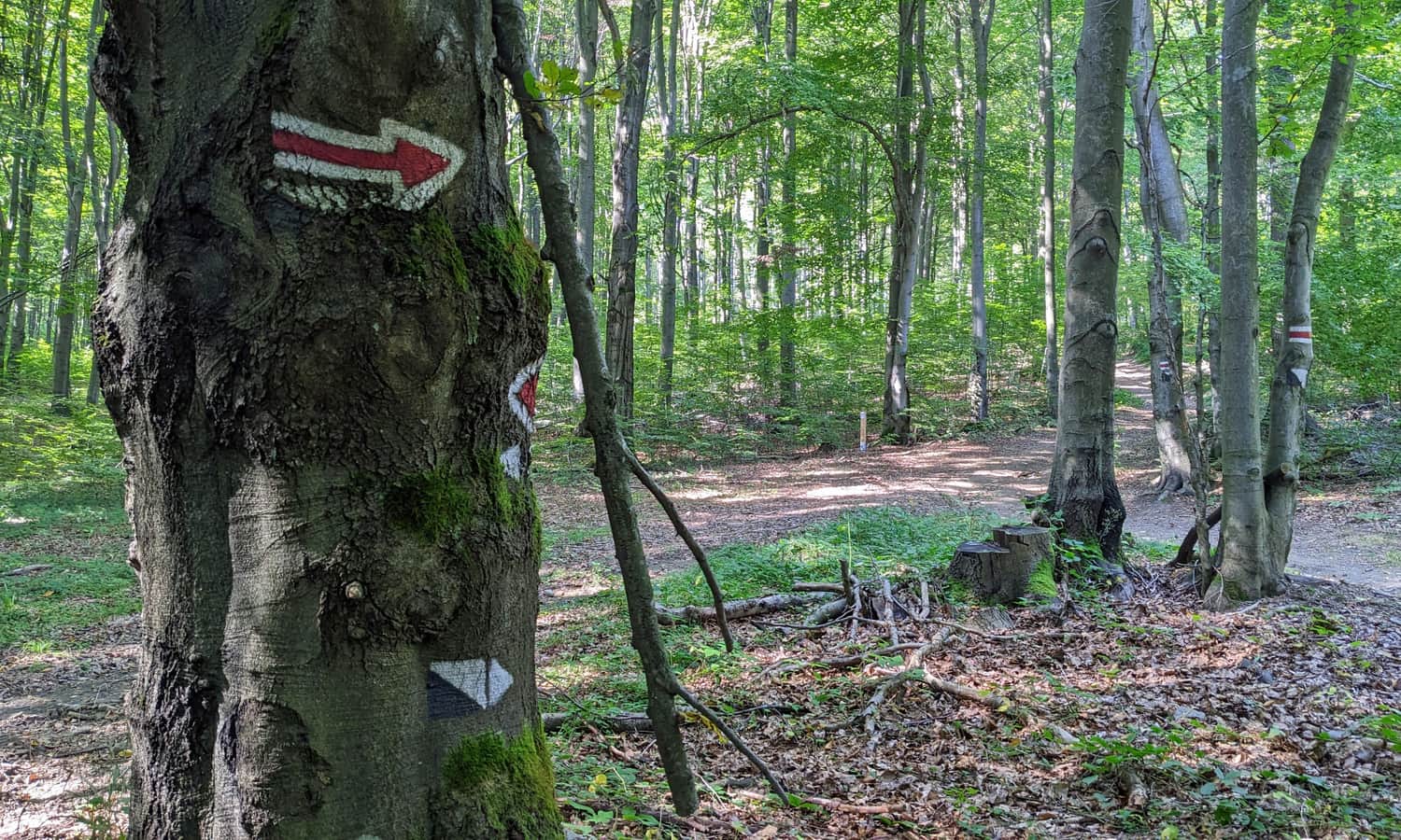 Czerwony szlak ze Zdyni na Rotundę - wygodna leśna droga