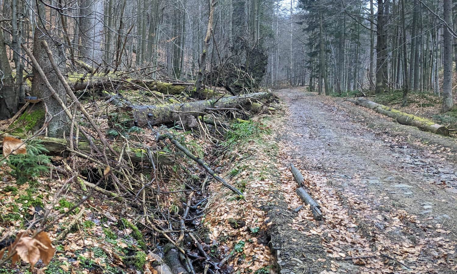 Leśna droga w Dolinie Potoku Śrubita