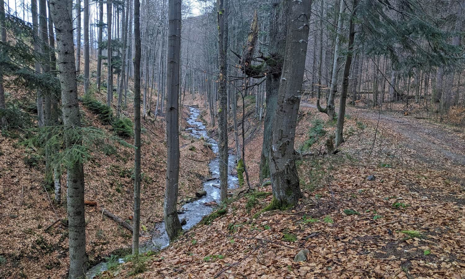 Leśna droga w Dolinie Potoku Śrubita