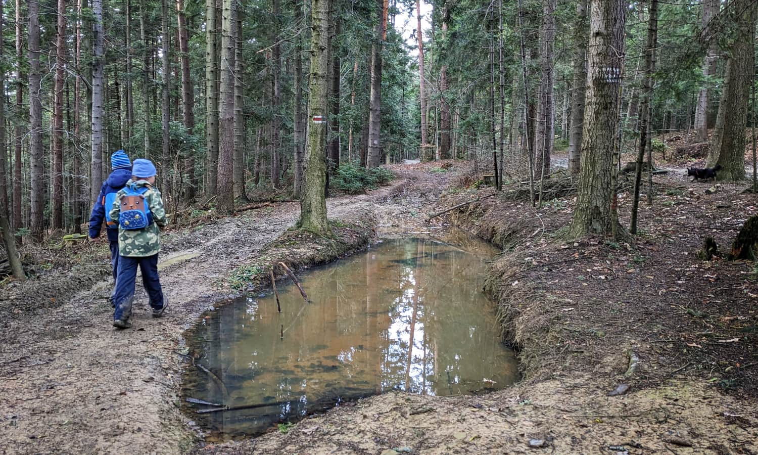 Czerwony szlak na odcinku miedzy Polaną Mikołaja a Sularzową