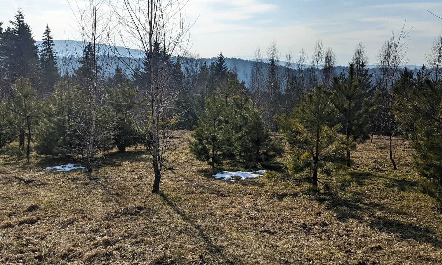 Krowia Góra, 617 m n.p.m. - zarastający widok ze szczytu na południowy-zachód
