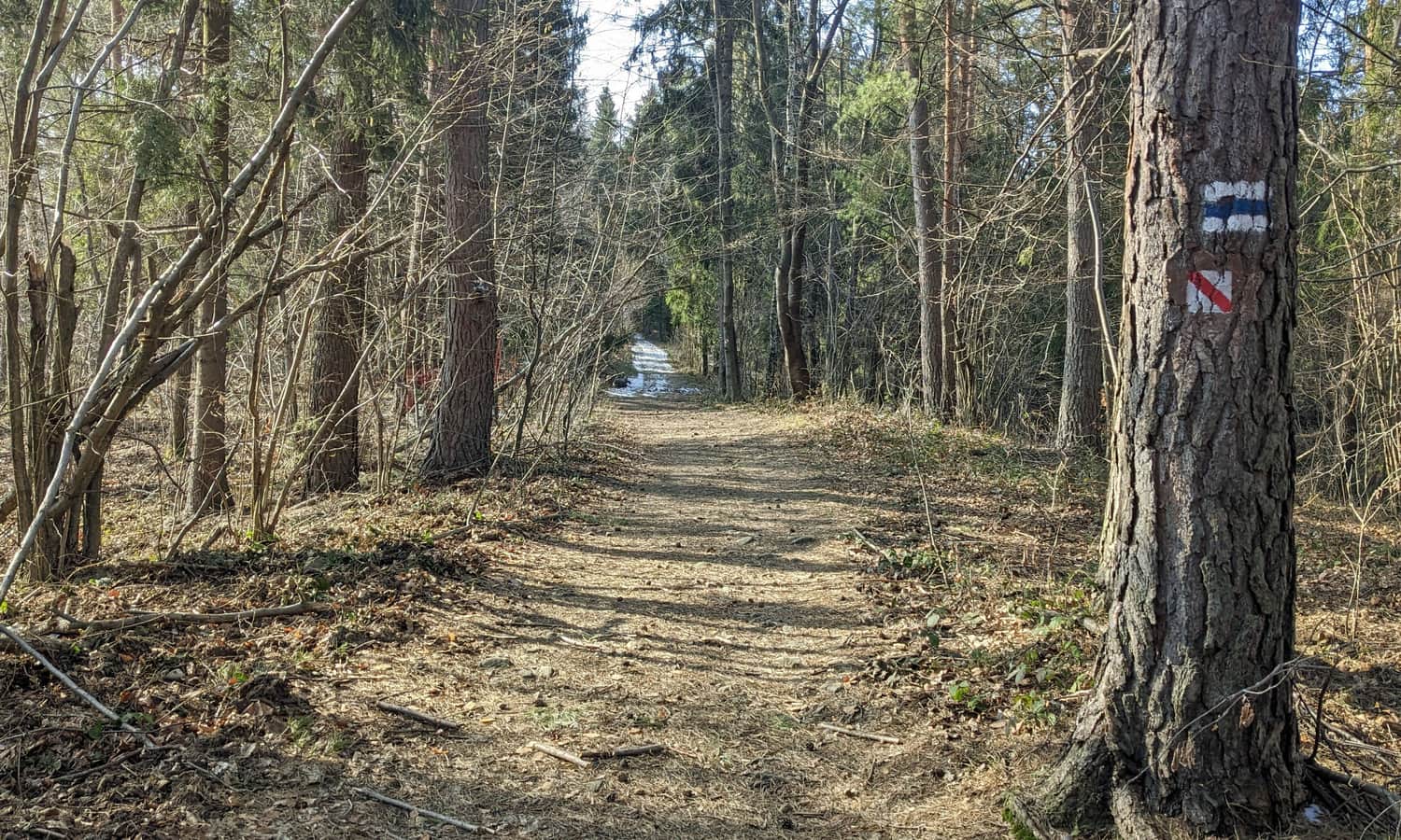 Droga leśna na Krowiej Górze