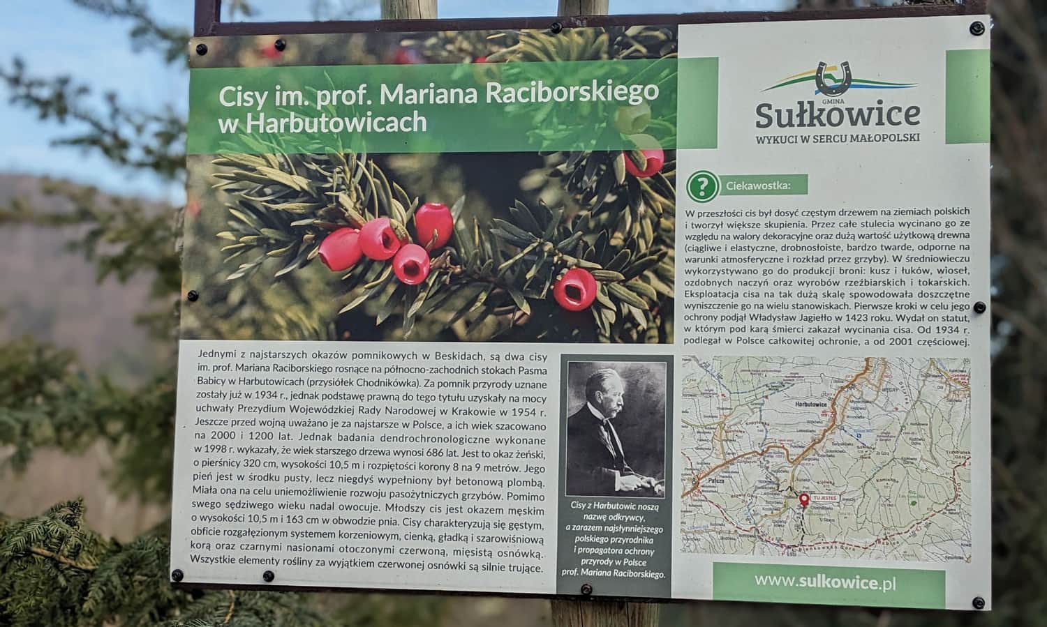 Tablica informacyjna przy Cisach Raciborskiego w Harbutowicach