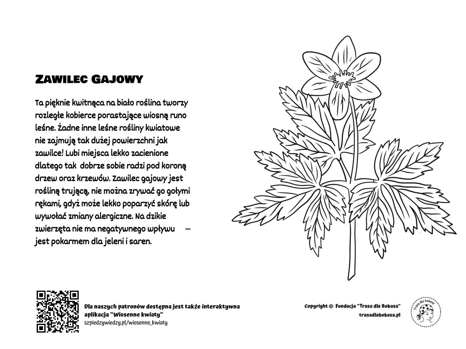 Zawilec Gajowy - kolorowanka dla dzieci pdf do wydruku