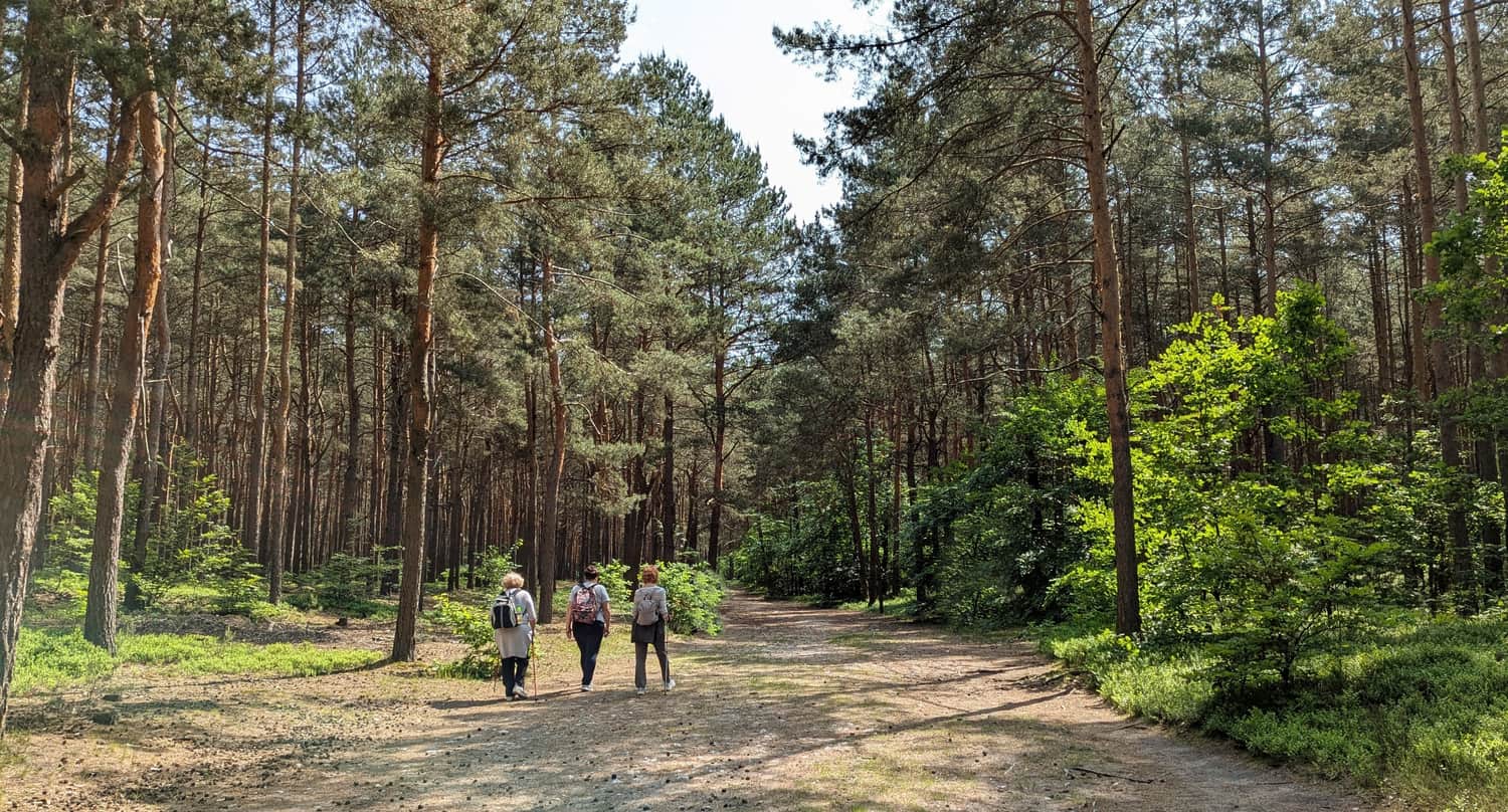 Szeroki, leśny trakt spacerowy w rezerwacie 