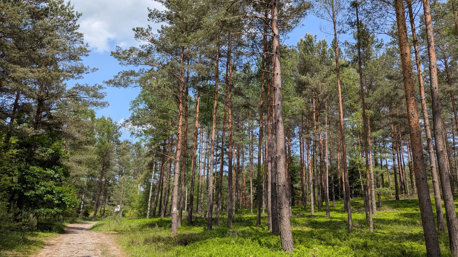 Żółty szlak wokół rezerwatu 