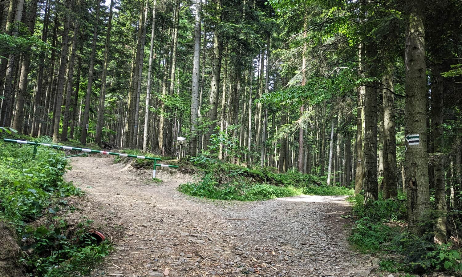 Rozejście zielonego i czarnego szlaku w drodze na Lubomir