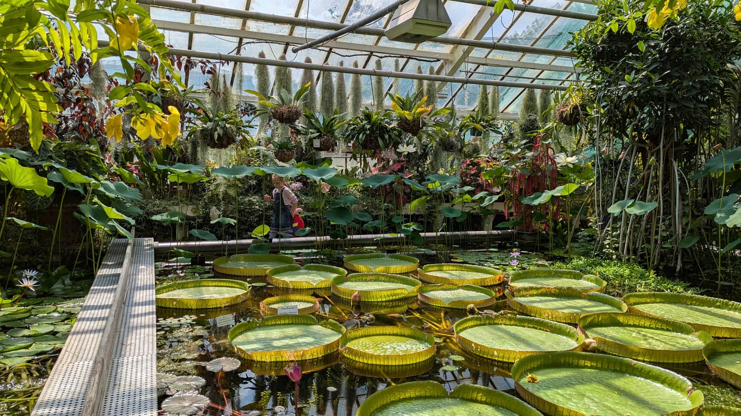  Victoria amazonica w szklarni Victoria
