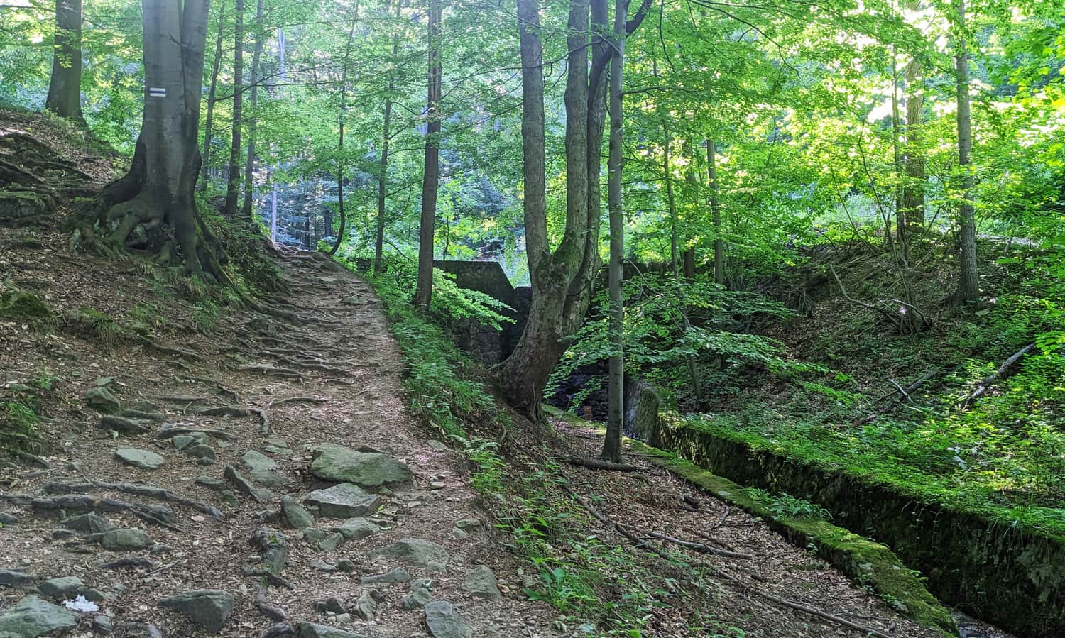 Start of the blue trail to Szyndzielnia from the lower gondola station