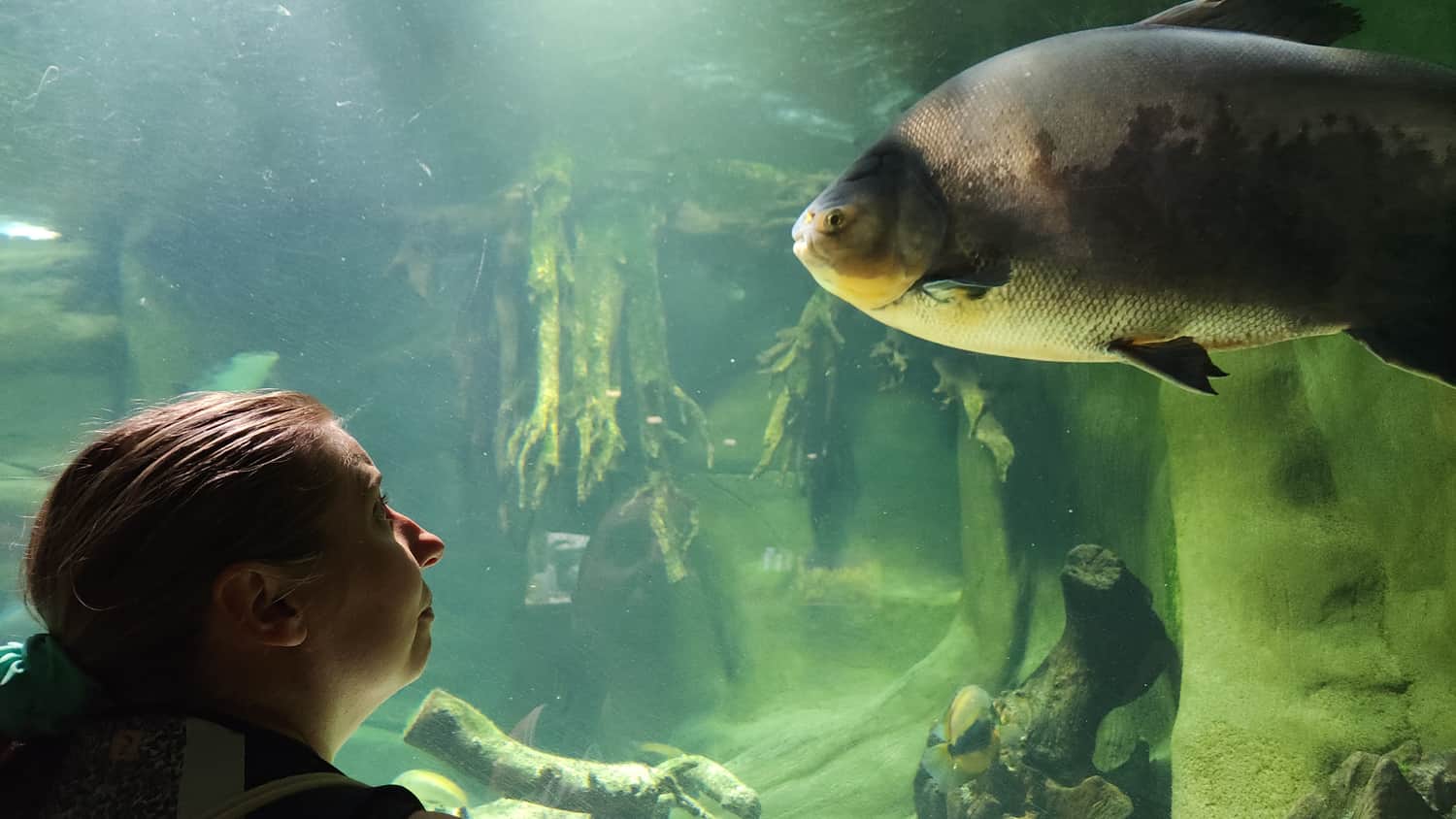 Oko w oko z piranią, Palmiarnia w Gliwicach, pawilon akwarystyczny