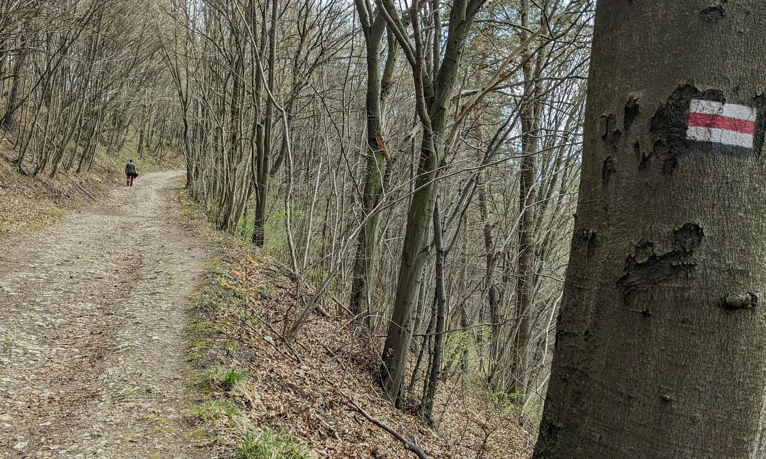 Dojście na Grodzisko od strony Woli Kalinowskiej