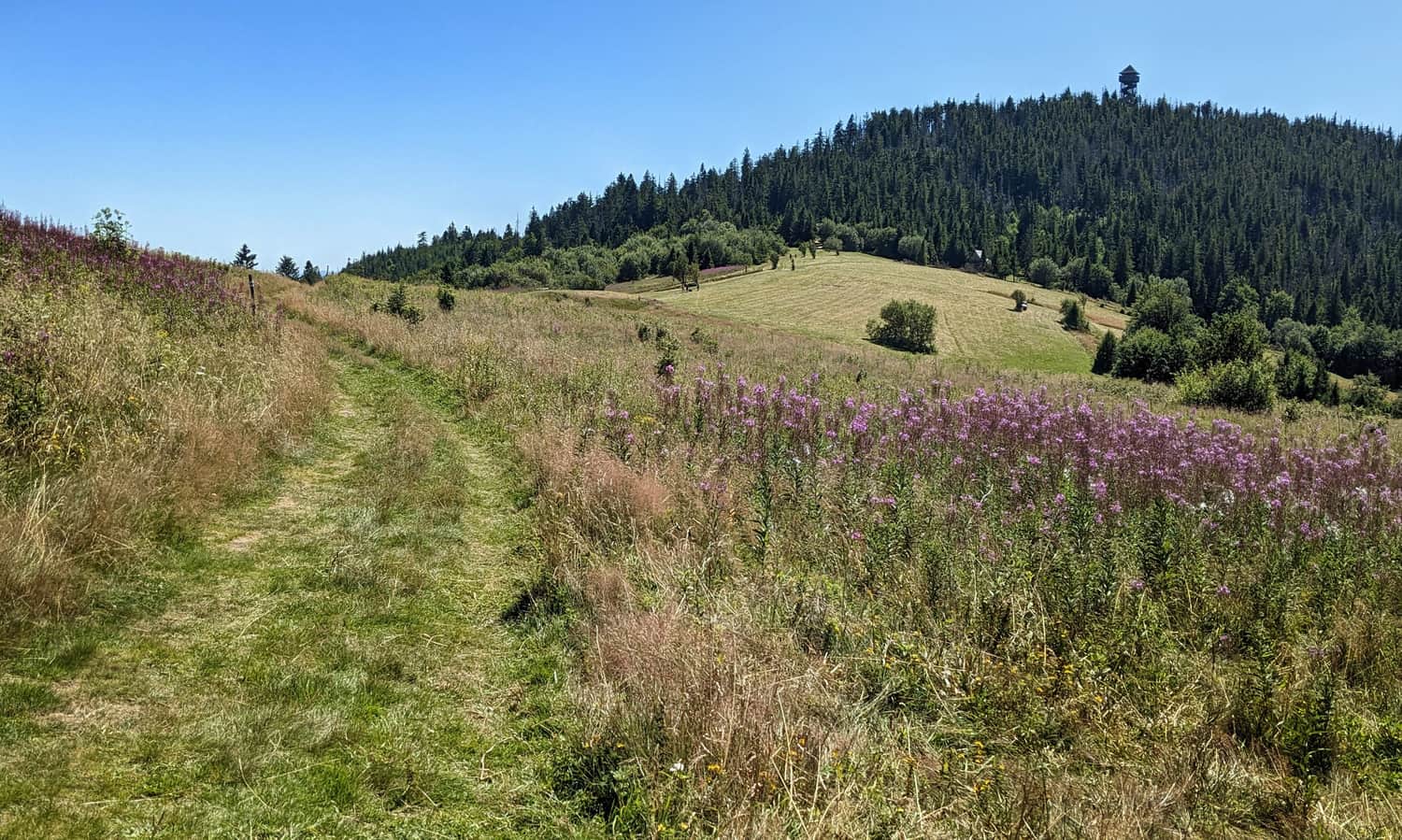 Gorc, 1228 m n.p.m. Polana Gorc Kamieniecki
