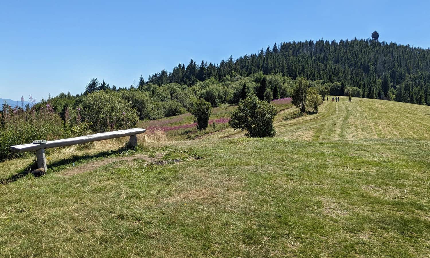 Gorc, 1228 m n.p.m. Polana Gorc Kamieniecki