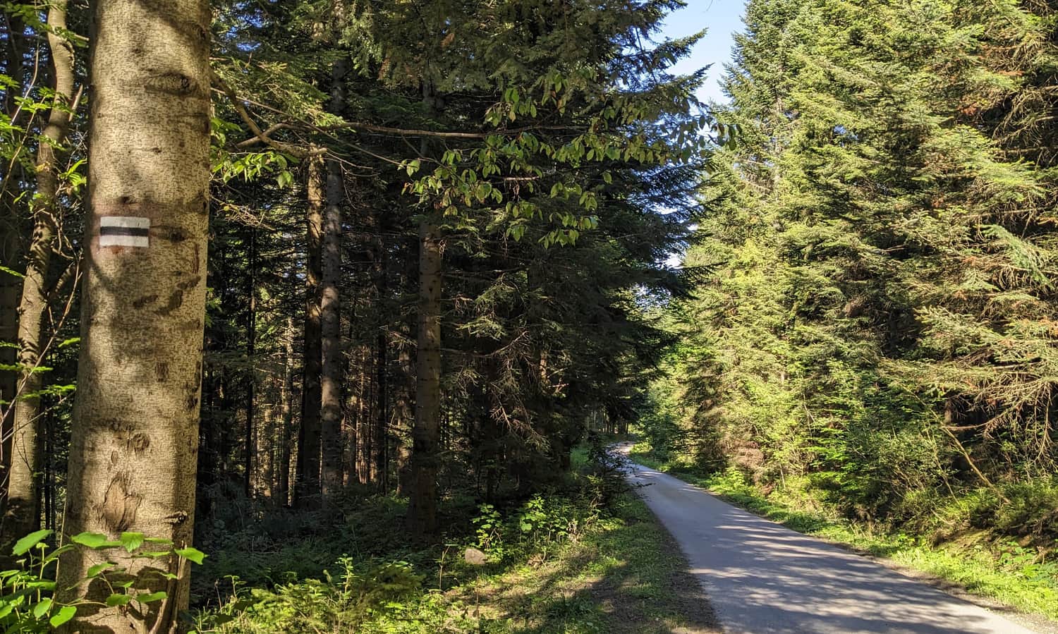 Black trail from Szczawa to Gorc – comfortable forest road